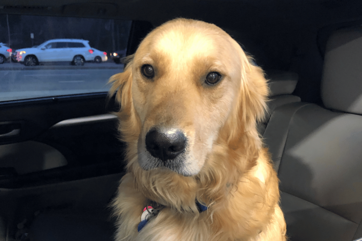 cane in auto test della padrona