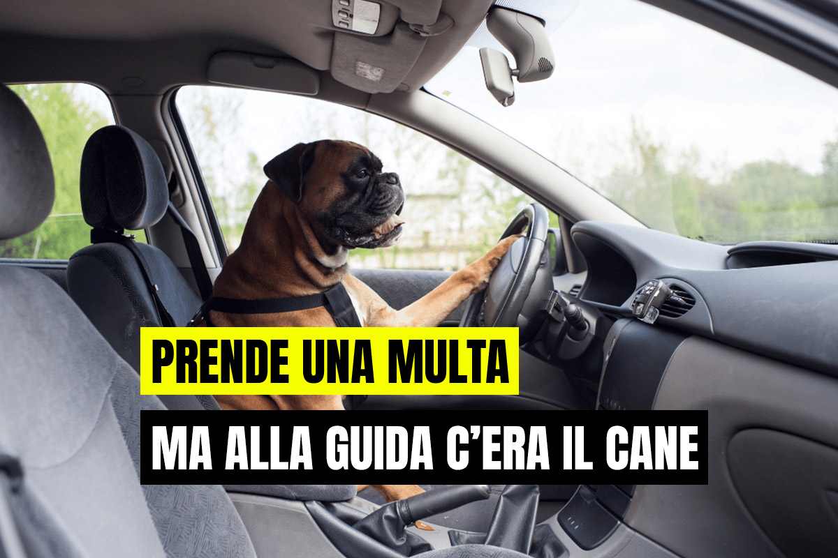 Multa cane